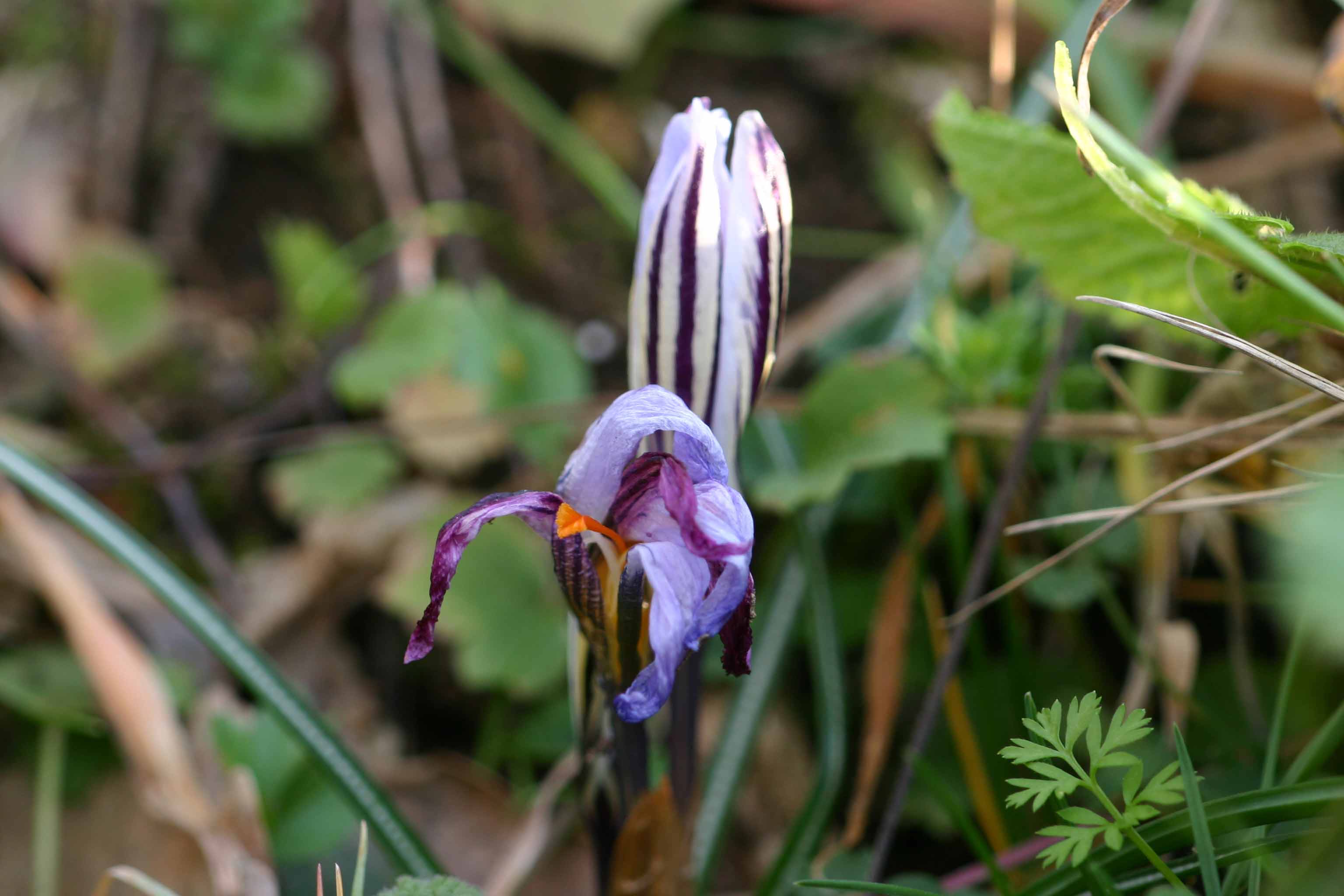 Crocus biflorus / Zafferano selvatico